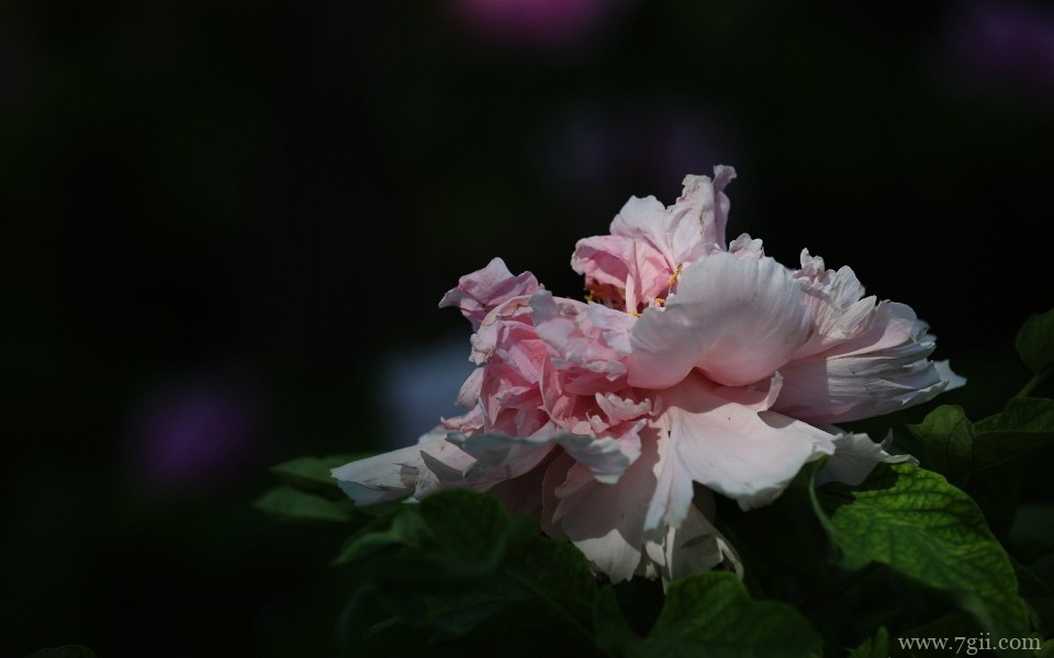 肆意绽放的娇艳牡丹花摄影写真(1 /6 )