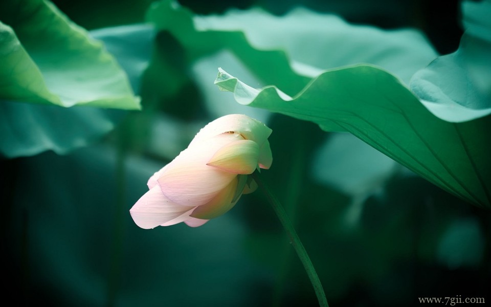 含苞待放刚刚盛开的荷花摄影写真