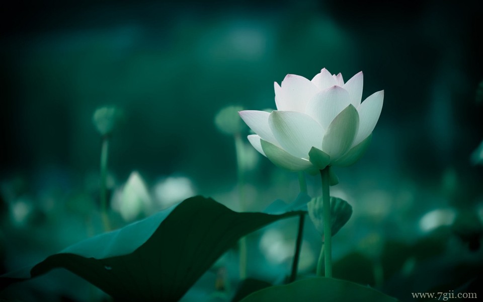 含苞待放刚刚盛开的荷花摄影写真