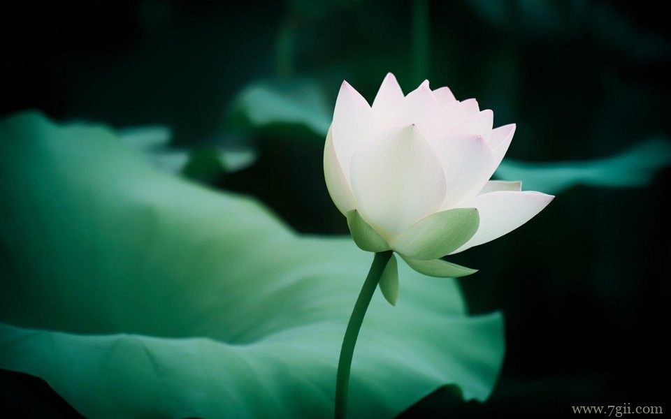 含苞待放刚刚盛开的荷花摄影写真