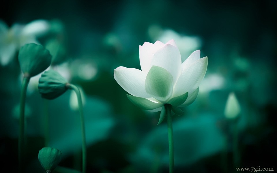 含苞待放刚刚盛开的荷花摄影写真