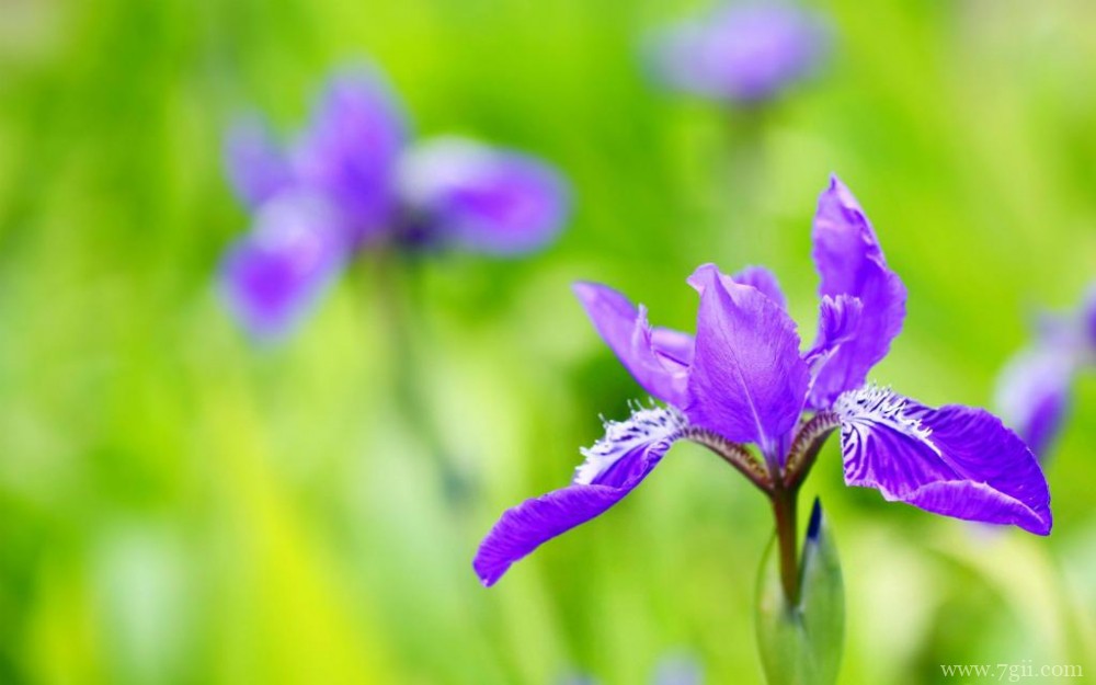紫色俏丽的鸢尾花摄影写真