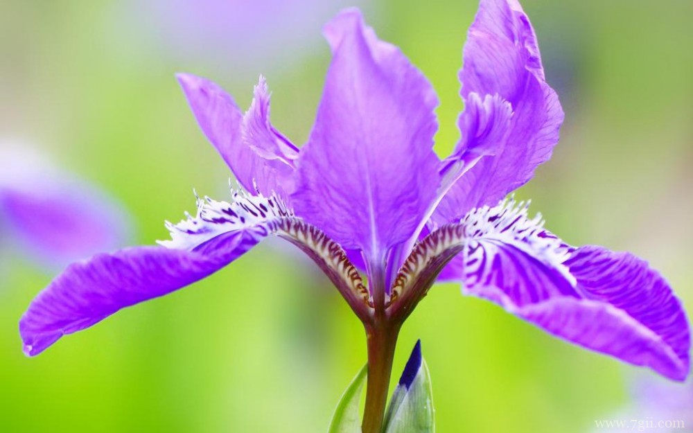 紫色俏丽的鸢尾花摄影写真
