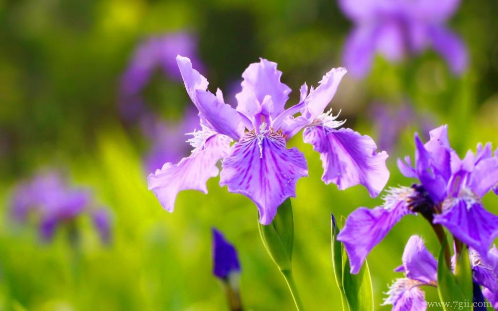 紫色俏丽的鸢尾花摄影写真