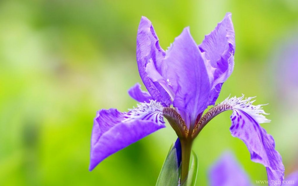紫色俏丽的鸢尾花摄影写真