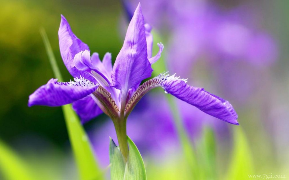 紫色俏丽的鸢尾花摄影写真