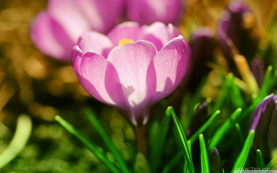 绽放的艳丽花朵摄影特写