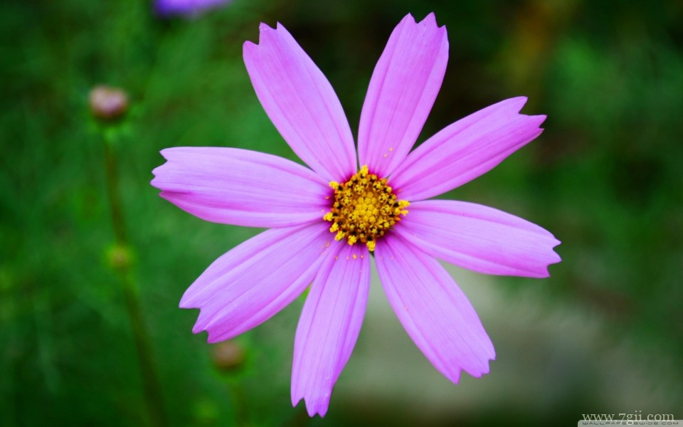 绽放的艳丽花朵摄影特写