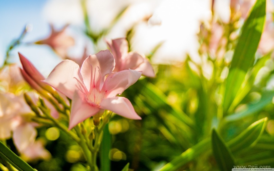 绽放的艳丽花朵摄影特写