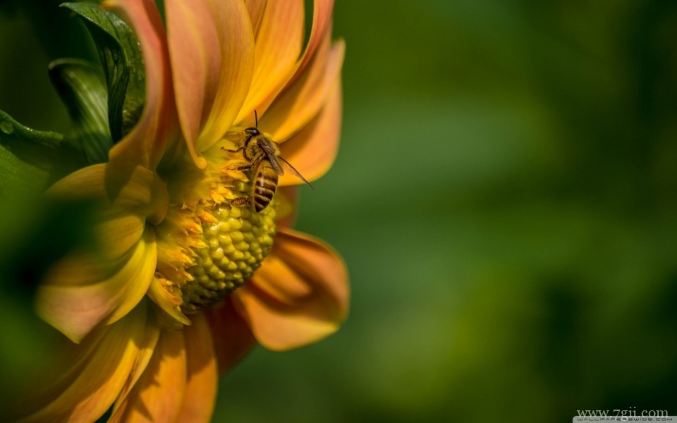 绽放的艳丽花朵摄影特写