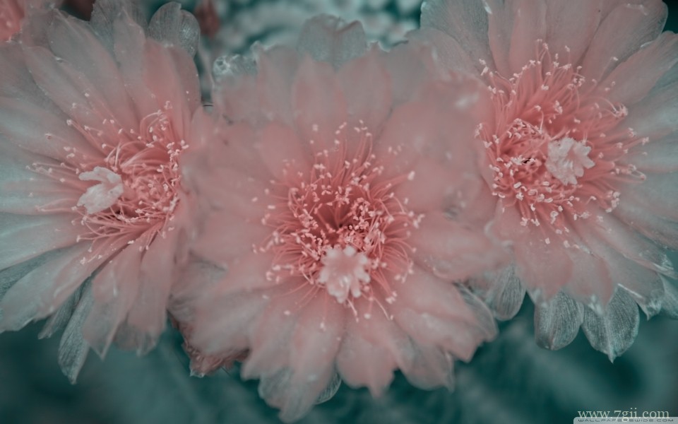 绽放的艳丽花朵摄影特写