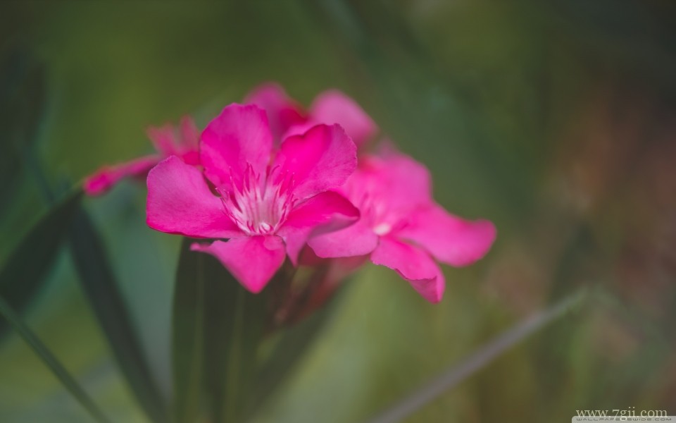 绽放的艳丽花朵摄影特写