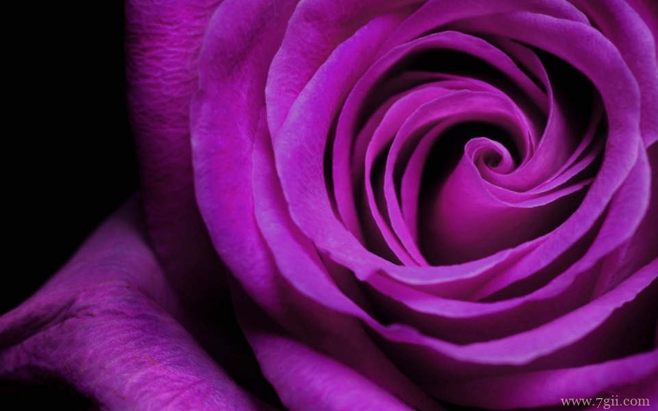 娇艳欲滴的玫瑰花摄影写真