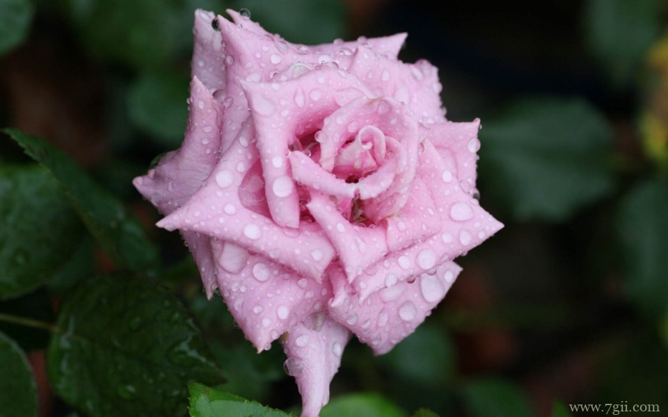 娇艳欲滴的玫瑰花摄影写真