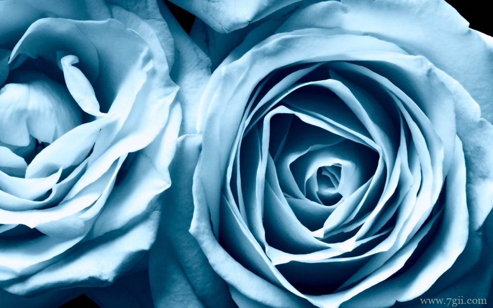 娇艳欲滴的玫瑰花摄影写真