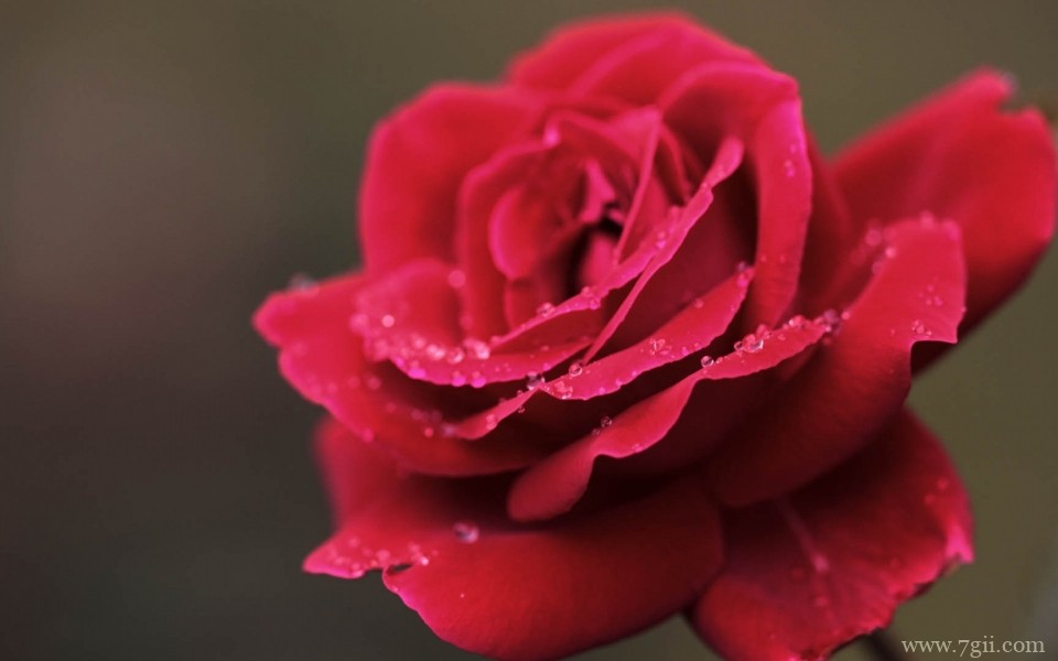 娇艳欲滴的玫瑰花摄影写真