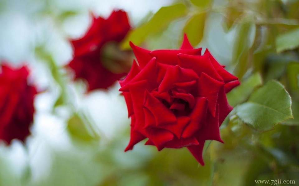 娇艳欲滴的玫瑰花摄影写真