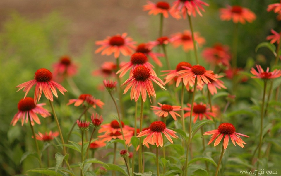 漫山遍野的花海唯美意境高清摄影写真