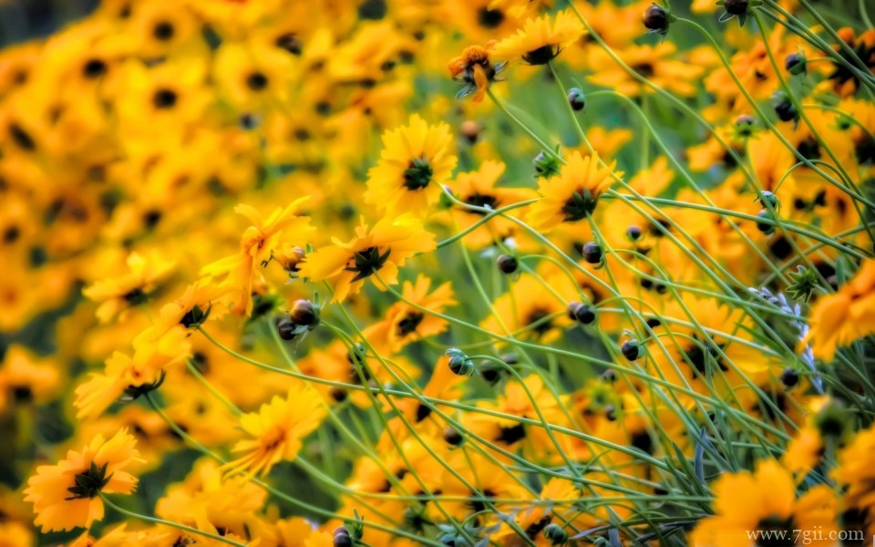 漫山遍野的花海唯美意境高清摄影写真