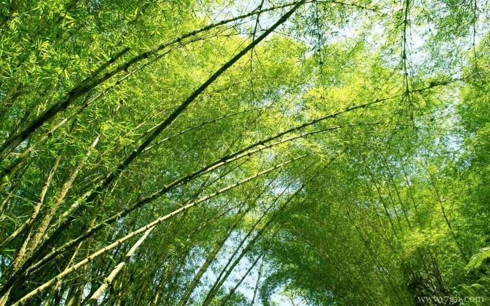 漫山遍野的花海唯美意境高清摄影写真