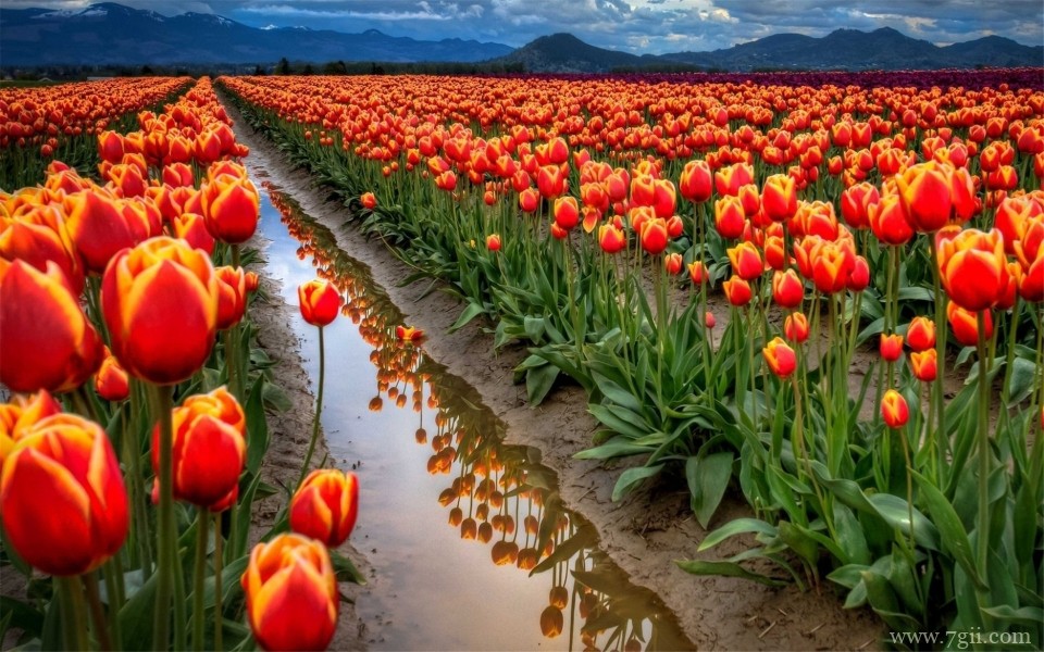 漫山遍野的花海唯美意境高清摄影写真