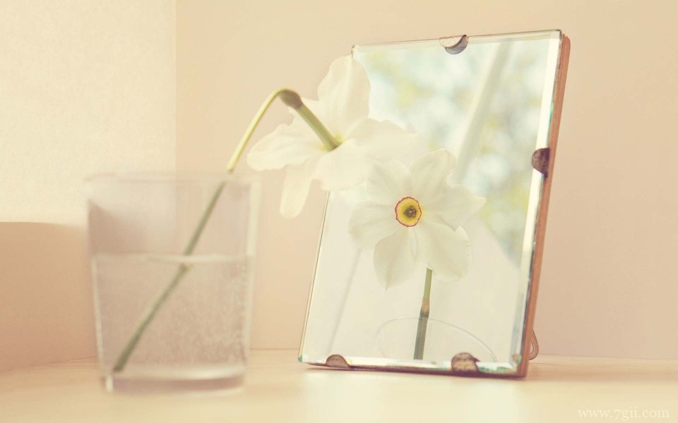 艳丽的小花花卉静物唯美写真