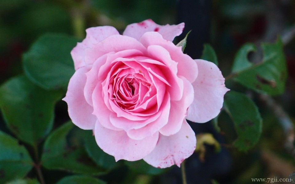 娇美艳丽的玫瑰花唯美摄影写真