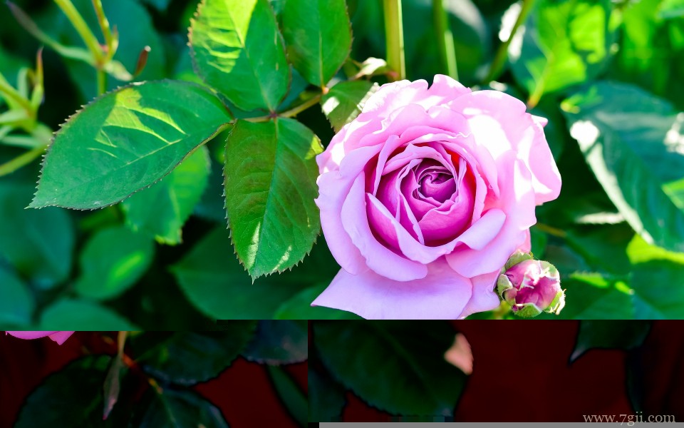 娇美艳丽的玫瑰花唯美摄影写真