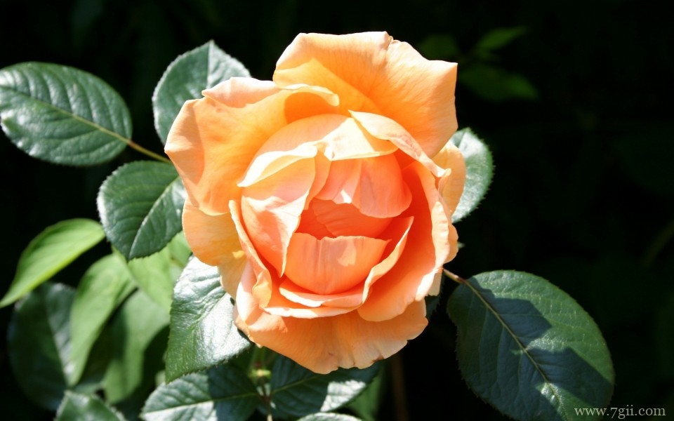 娇美艳丽的玫瑰花唯美摄影写真