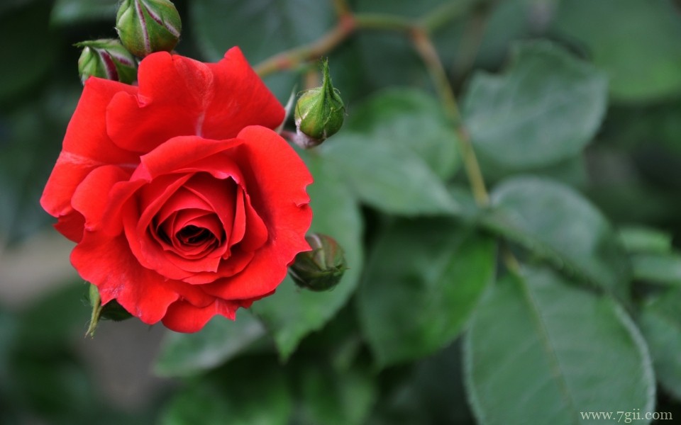 娇美艳丽的玫瑰花唯美摄影写真