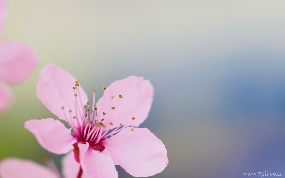 唯美娇嫩花朵微距摄影高清图片