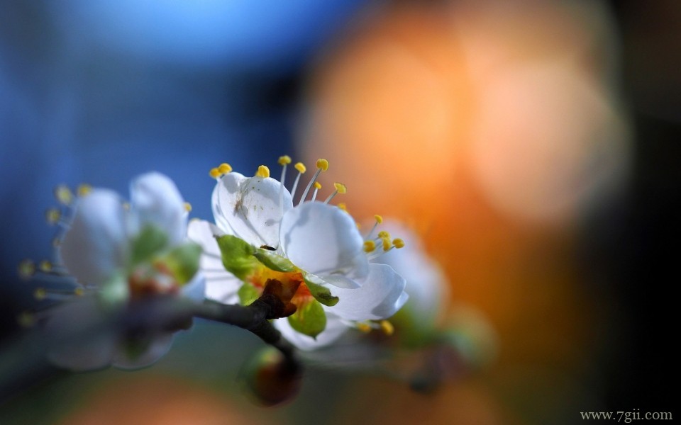 唯美娇嫩花朵微距摄影高清图片