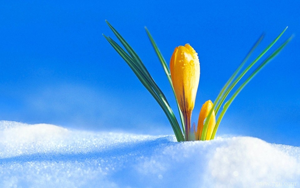 唯美娇嫩花朵微距摄影高清图片