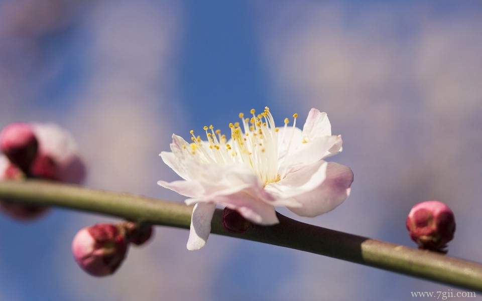 唯美娇嫩花朵微距摄影高清图片