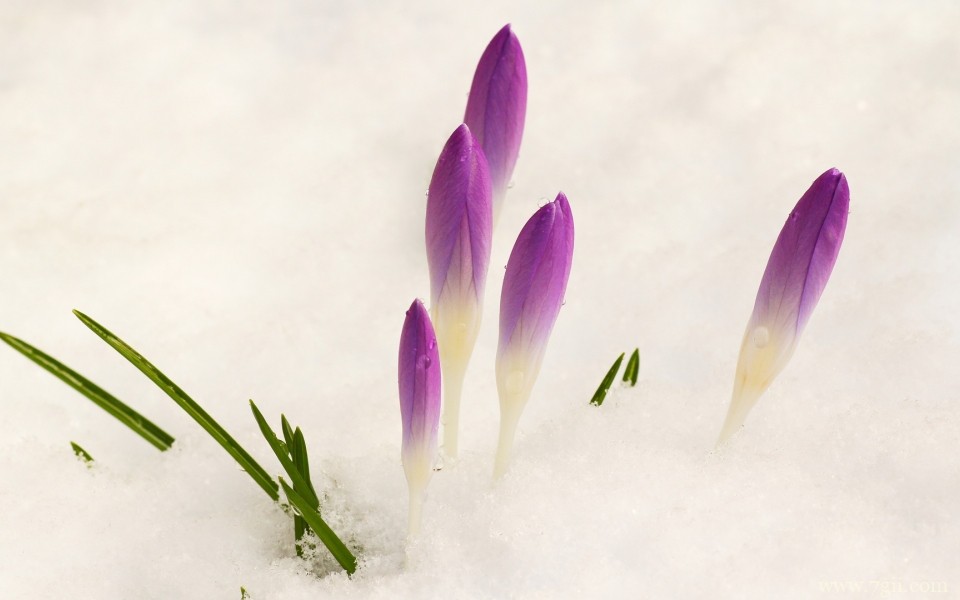 唯美娇嫩花朵微距摄影高清图片