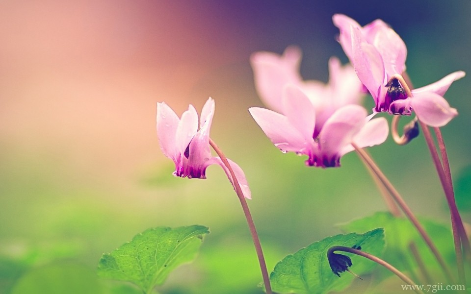 唯美的小花摄影高清桌面壁纸