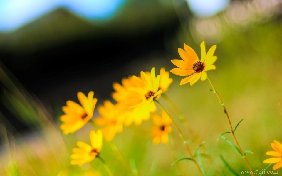 唯美的小花摄影高清桌面壁纸