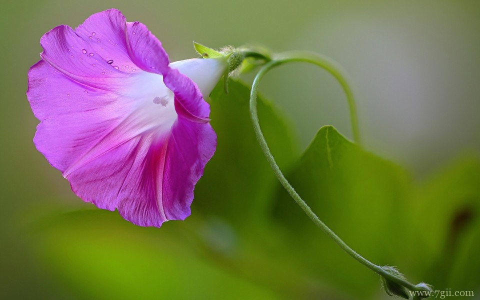 唯美的小花摄影高清桌面壁纸