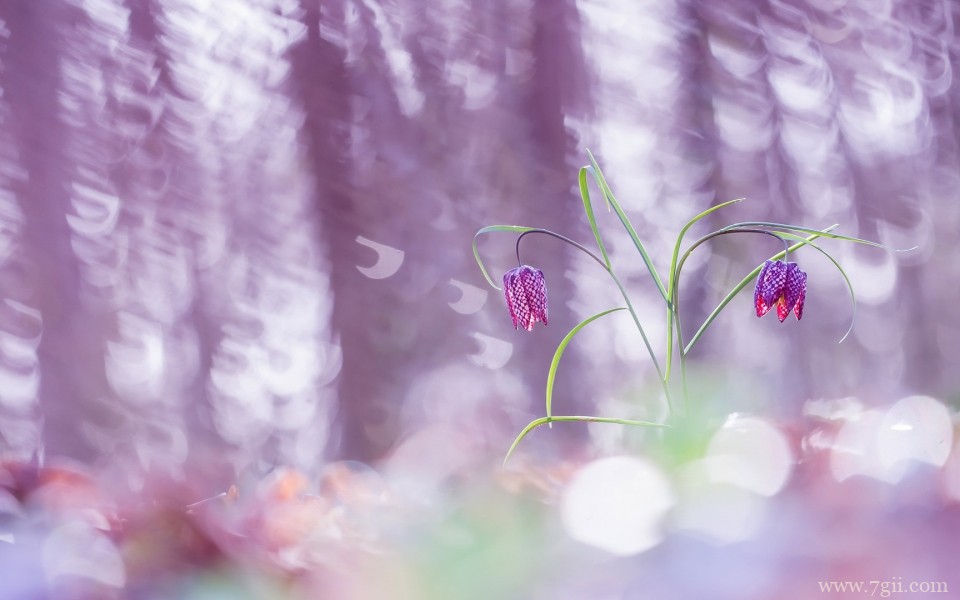 唯美的小花摄影高清桌面壁纸