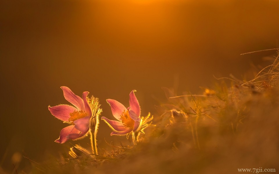 唯美的小花摄影高清桌面壁纸