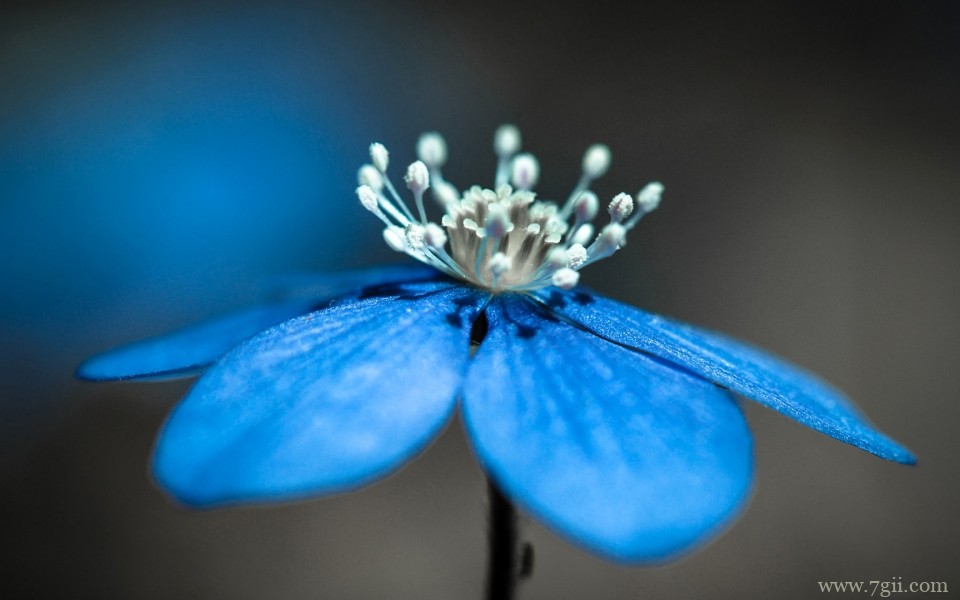 唯美的小花摄影高清桌面壁纸