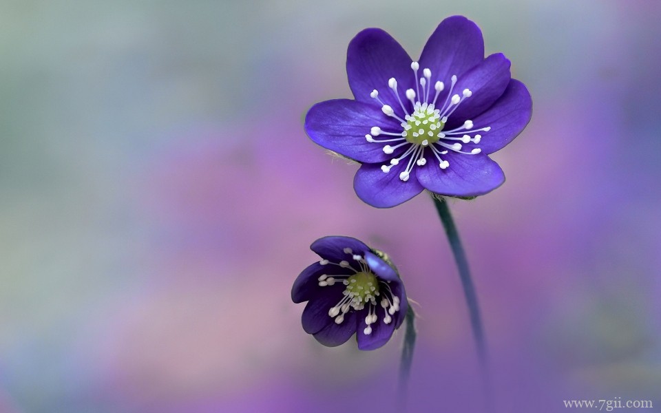 唯美的小花摄影高清桌面壁纸