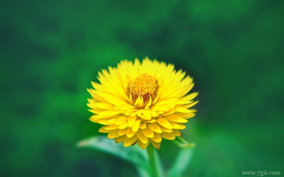 唯美的小花摄影高清桌面壁纸