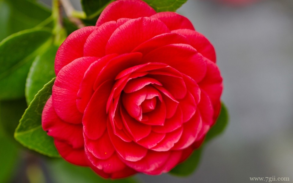 真情浪漫的玫瑰花唯美花卉摄影写真