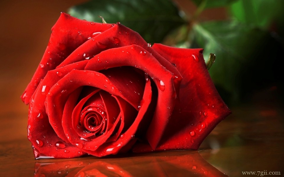真情浪漫的玫瑰花唯美花卉摄影写真