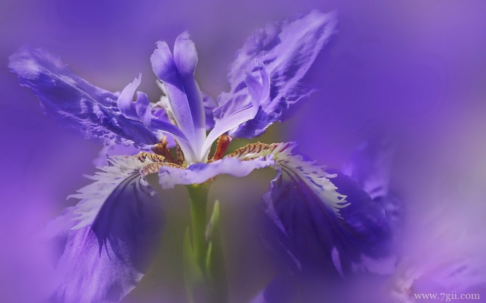 紫色梦幻的鸢尾花高清摄影特写