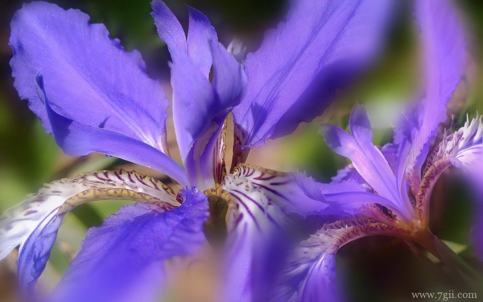 紫色梦幻的鸢尾花高清摄影特写