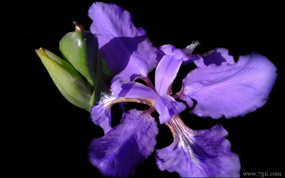 紫色梦幻的鸢尾花高清摄影特写