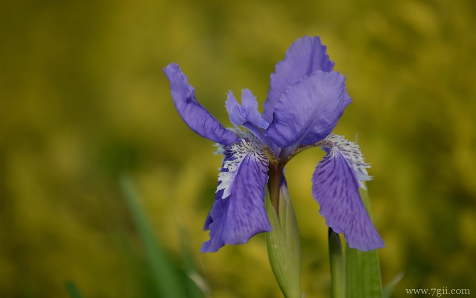 紫色梦幻的鸢尾花高清摄影特写