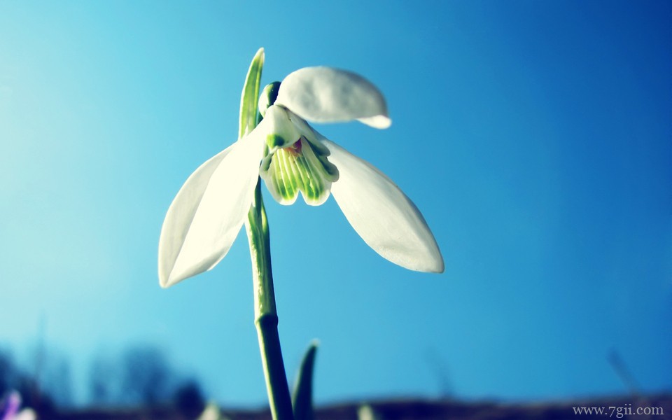 超美清新花卉意境高清壁纸